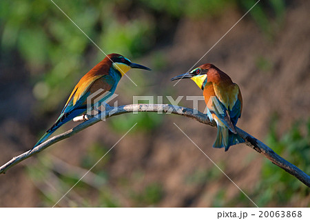 European bee-eater European bee-eater 20063868