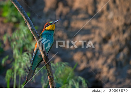 European bee-eater 20063870