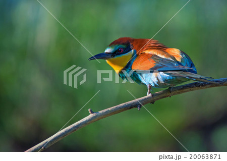 European bee-eater 20063871
