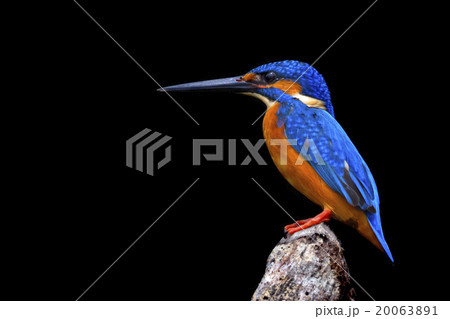 Kingfisher Profile Kingfisher Profile 20063891