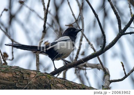 Common magpie Common magpie 20063902