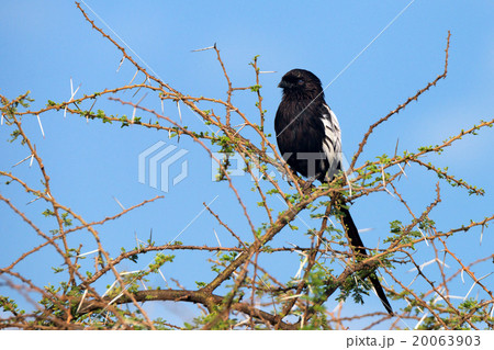 Magpie shrike Magpie shrike 20063903