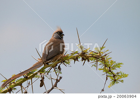 Speckled mousebird Speckled mousebird 20063904