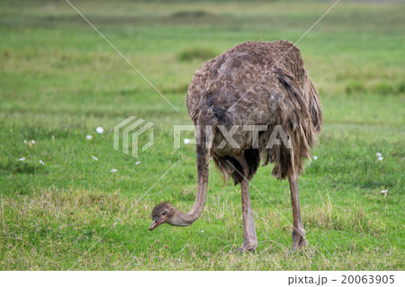 Female African ostrich Female African ostrich 20063905