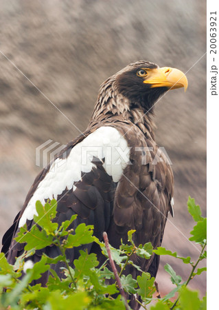 Stelller's sea eagle (Pelagicus haliaeetus) 20063921
