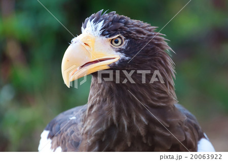 Stelller's sea eagle (Pelagicus haliaeetus) Stelller's sea eagle (Pelagicus haliaeetus) 20063922