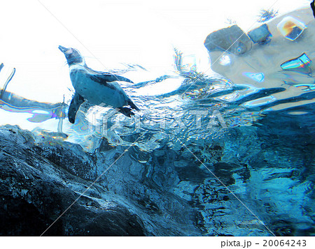 旭山動物園 空を飛ぶペンギン 20064243