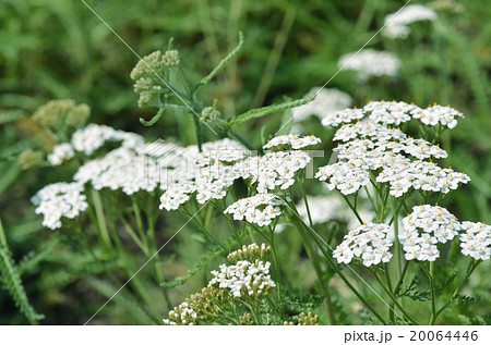 セイヨウノコギリソウの花 20064446
