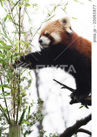 レッサーパンダ 20065877