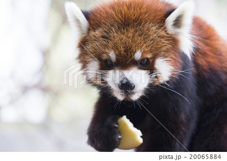 レッサーパンダ レッサーパンダ 20065884