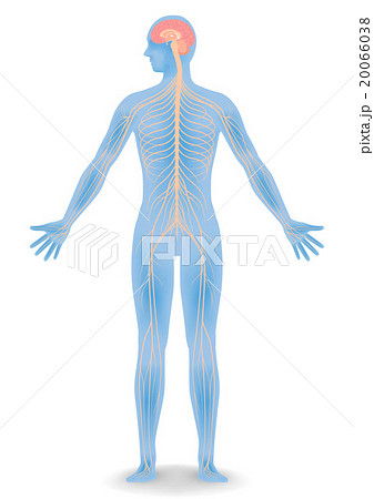 人間の神経系統図　ベクターイラスト 20066038
