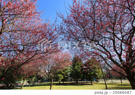 芦花公園の梅 20066087