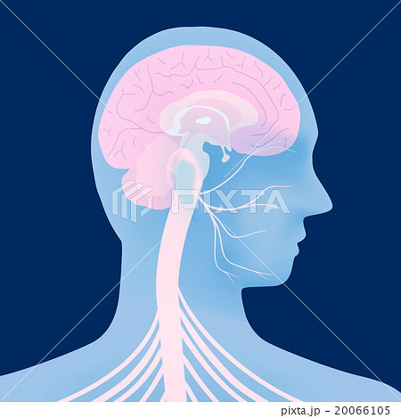 人間の脳と顔面神経 イラストのイラスト素材