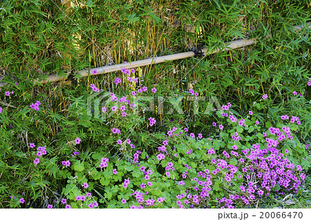 イモカタバミ イモカタバミ 20066470