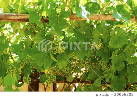ぶどう 20066809
