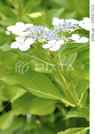 紫陽花 浜辺の詩 紫陽花 浜辺の詩 20067322