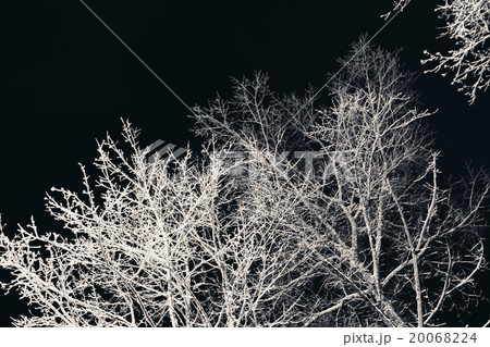 Tree branches with snow at night. 20068224