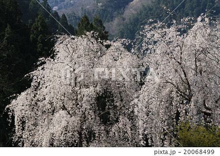 しだれ桜 しだれ桜 20068499