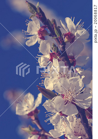 Flowering branch of cherry blossoms. Flowering branch of cherry blossoms. 20068817