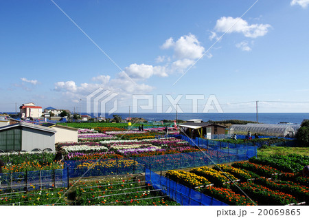 白間津の花畑 20069865