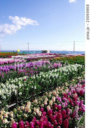 白間津の花畑 20069868