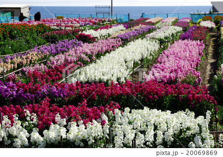白間津の花畑 20069869