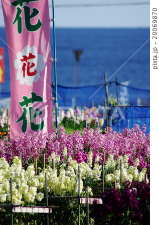 白間津の花畑 20069870