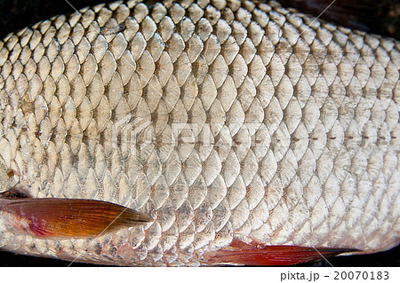 Close up view of roach fish just taken from water. 20070183