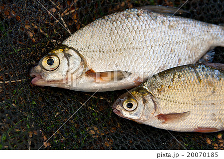 Close up view of the several roach fish 20070185