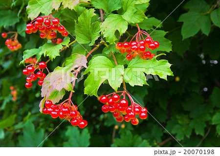 Bunch of red berries of a Guelder rose 20070198
