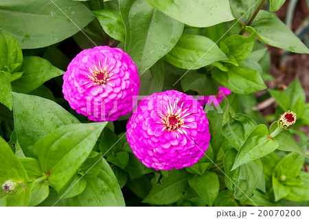 Zinnia flowers on the natural background. Zinnia flowers on the natural background. 20070200