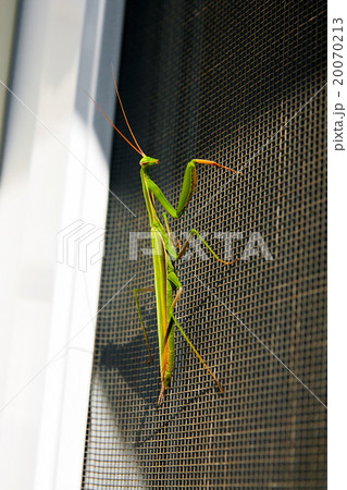 Praying Mantis insect in nature. Mantis religiosa. 20070213
