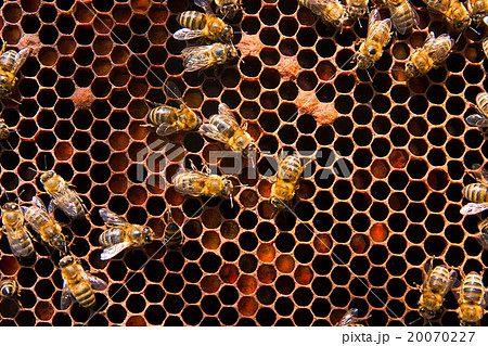 View of the working bees and collected pollen View of the working bees and collected pollen 20070227