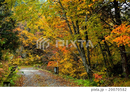 紅葉の道 20070582