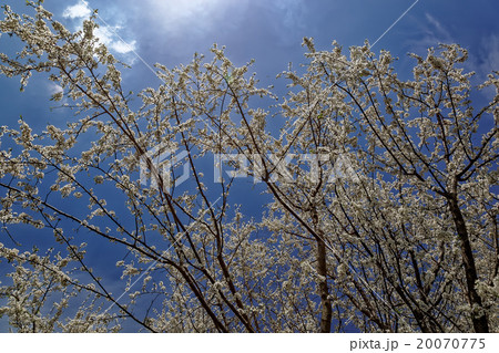 Flowering branch of cherry blossoms Flowering branch of cherry blossoms 20070775