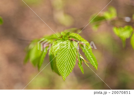 Tender green leaves in the forest 20070851