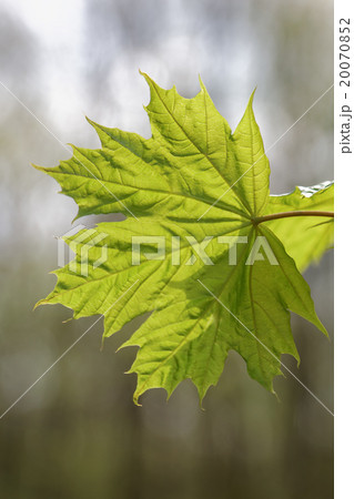 Branch with green maple leaves. 20070852