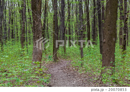 Green forest on a sunny day 20070853