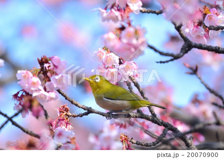 桜の花とメジロの写真素材