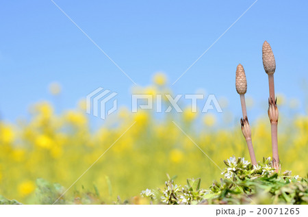 ツクシと菜の花畑　青空背景 20071265