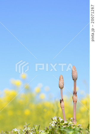 ツクシと菜の花畑　青空背景 20071267