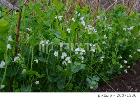 グリーンピースの花 20071536