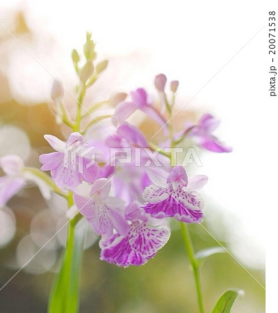 花の妖精のような羽蝶蘭 の写真素材