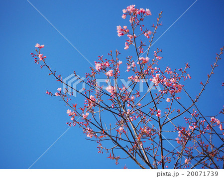 Cherry blossoms in spring under a blue sky  20071739