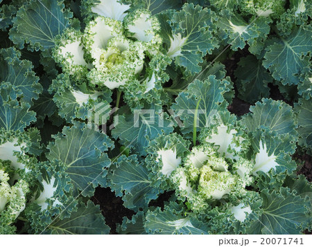 Cabbage Ornamental in the garden Cabbage Ornamental in the garden 20071741