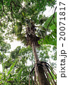 Palm tree in forest 20071817