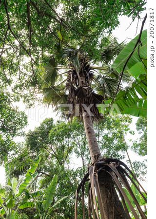 Palm tree in forest 20071817