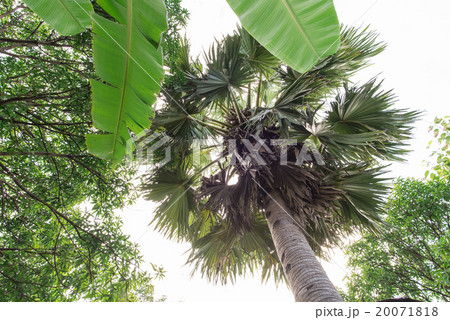 Palm tree in forest 20071818