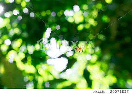 Thailand orange spider 20071837