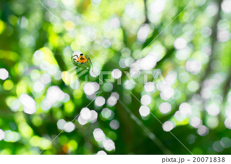 Thailand orange spider 20071838